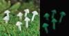 Mini Glow Mushrooms-set of 7 (Fiddlehead)